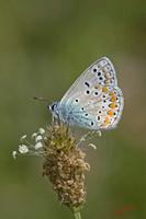 Cjp_2008_07_13_153655 (2).jpg
